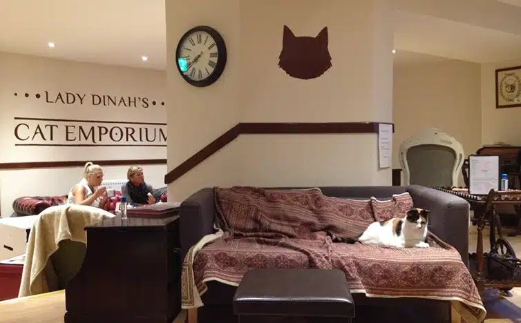 What a purrfect idea for a cafe cat emporium