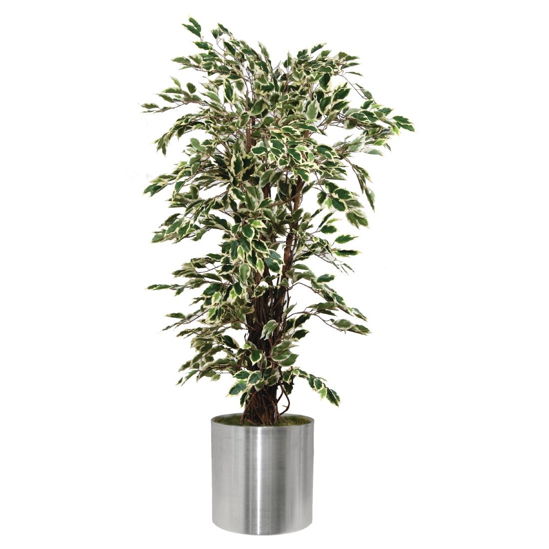 Ficus Exotica Variagated 1500mm